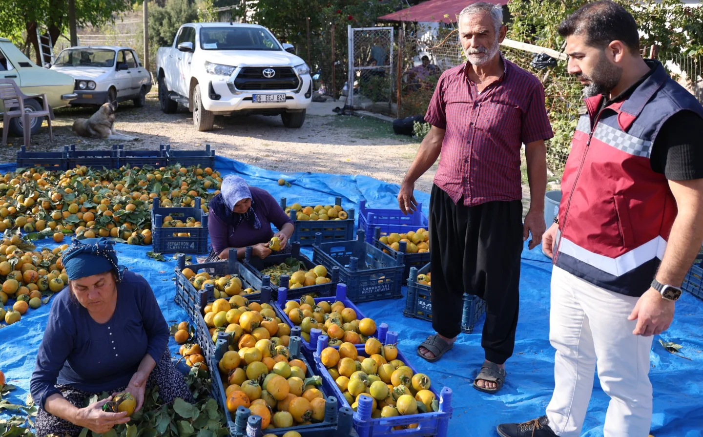 Kozan’da Hurma hasadı başladı; Üreticilerin yüzü gülüyor