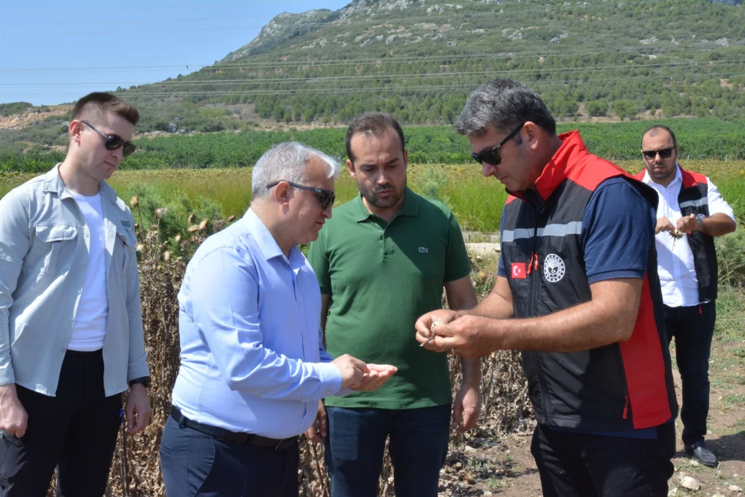 Kaymakam Kurtyemez, Ağaçpınar’da Alternatif Tarım Ürünleri Hasadına Katıldı